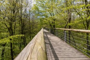 weg,geländer,baumkronenpfad,hainich