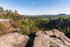 wald,baeume,moos,landschaft,natur,saechsische schweiz