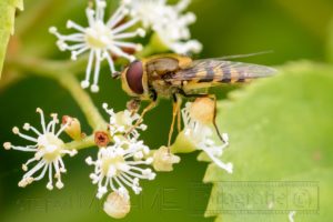 insekten,makro,details,natur