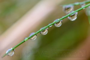 tropfen,wasser,zweig,natur,gruen