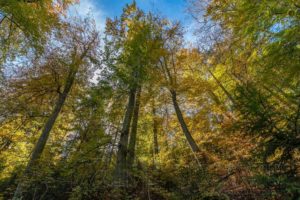 wald,bäume,herbst,natur