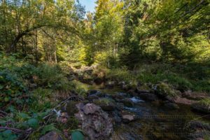bach,wasser,natur,landschaft,harz
