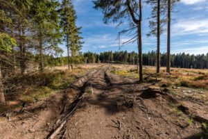 harz,weg,natur,wald,landschaft,bäume