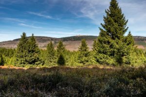 harz, brocken,gipfel,wald,himmel,blau