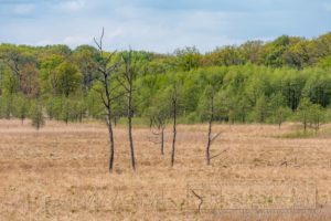 moor,wiese,totholz,müritz nationalpark,natur,landschaft