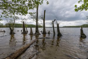 Müritz,see,nationalpar,baumstamm,abgestorben,landschaft,natur