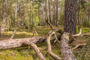 natur,landschaft,totholz,wald,baeume