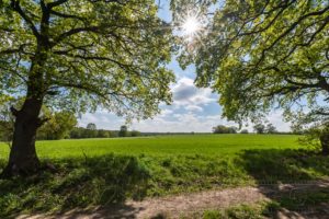 wiese,natur,landschaft,sonne,gegenlicht