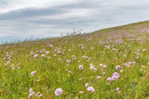 blumenwiese