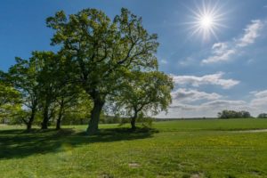 baeume im gegenlicht