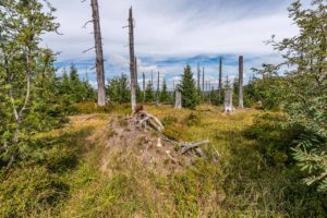 Landschaft Bayrischer Wald