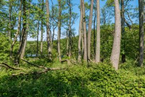 Rügen Nationalpark Jasmund