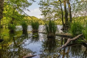 Rügen Nationalpark Jasmund