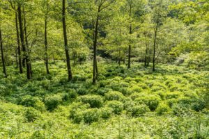 Rügen Nationalpark Jasmund