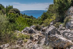 Kroatien Pag Lun Olivenbäume Landschaft