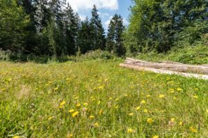 Bayrischer Wald Landschaft Steinklamm