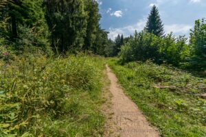 Bayrischer Wald Landschaft Steinklamm