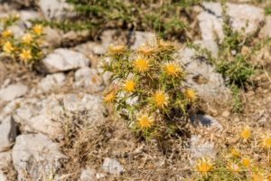 Gelbe DistelBlüte Nahaufnahme