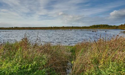 Himmelmoor, Schleswig Holstein, ein Fotospaziergang.