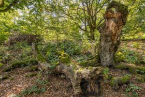 Hutewald,Halloh,Natur,Landschaft,Baeume