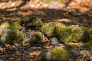 Hutewald,Halloh,Natur,Landschaft,Baeume