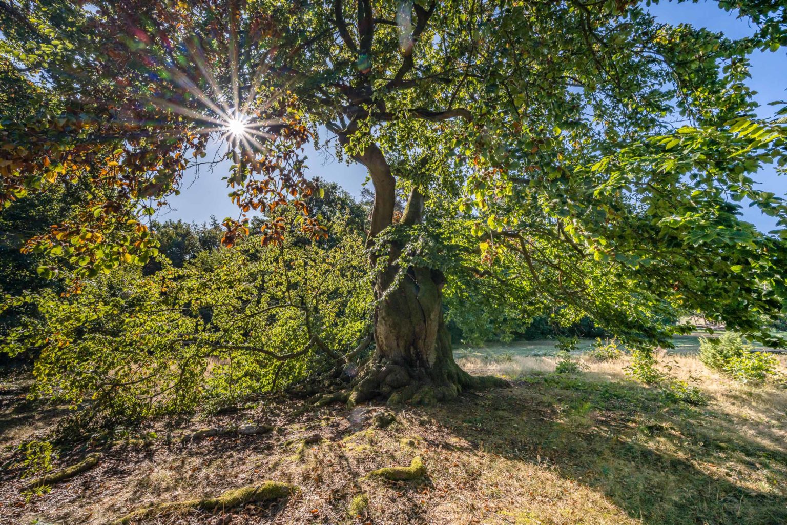 Nationalpark,Kellerwald,Edersee,Landschaft,Natur,Hessen