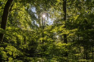 Nationalpark,Kellerwald,Edersee,Landschaft,Natur,Hessen