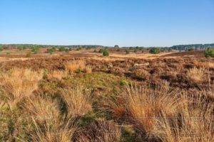 Lüneburger Heide, Kulturlandschaft