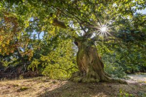 Bäume ,Gegenlicht, Wald ,Urwald,Sonne