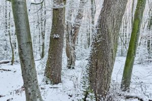Urwald,Hasbruch,Bäume,Natur,Wald,Schnee
