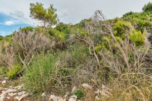 Naturlandschaft, Istrien