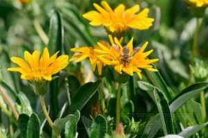 Nahaufnahme, Blüten, gelb, Biene