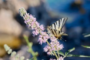 Nahaufnahme, Schmetterling, Blüte