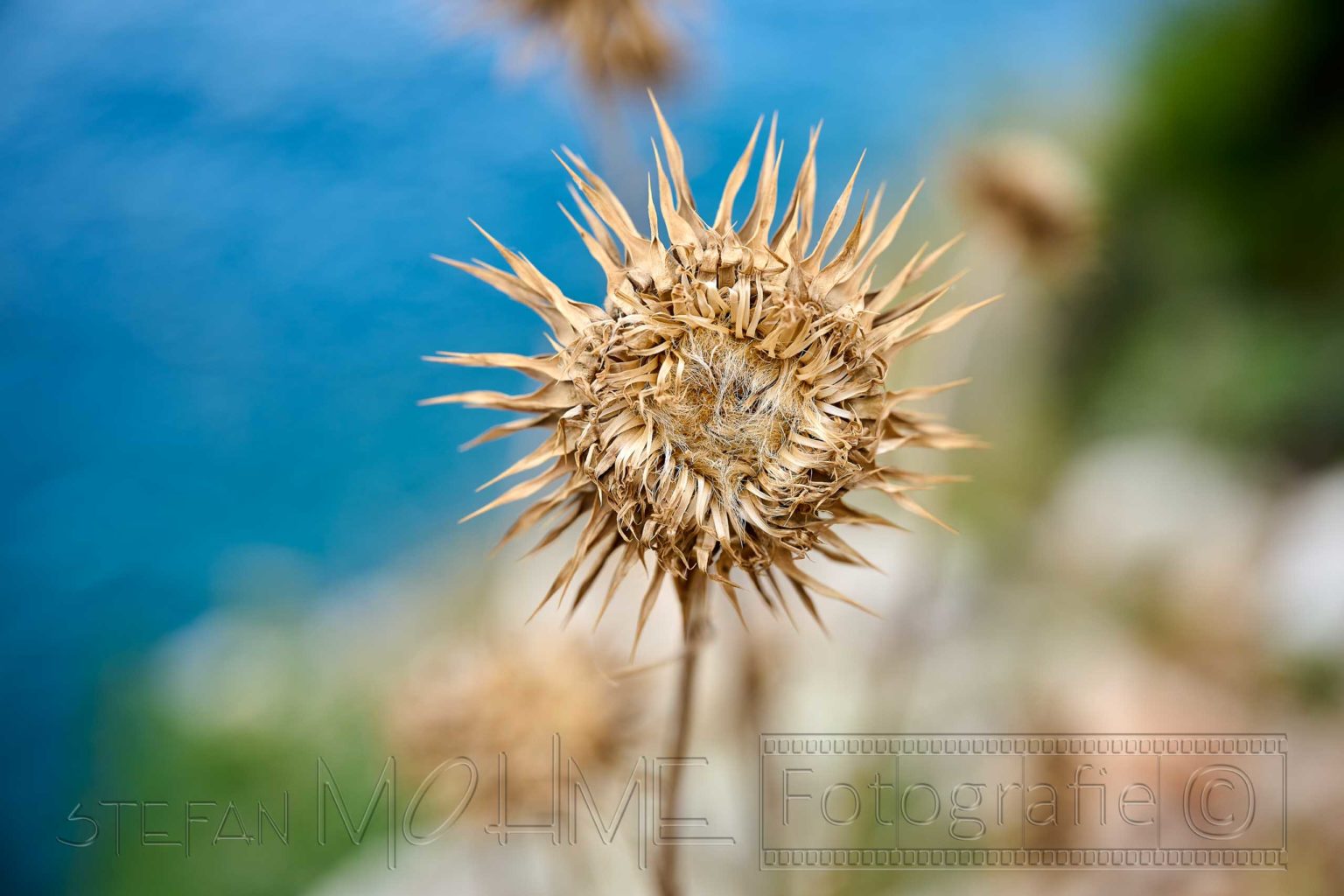 Nahaufnahme vertrocknete Blüte