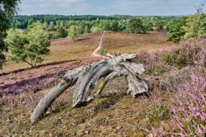 Heideblüte, Naturlandschaft ,Heide