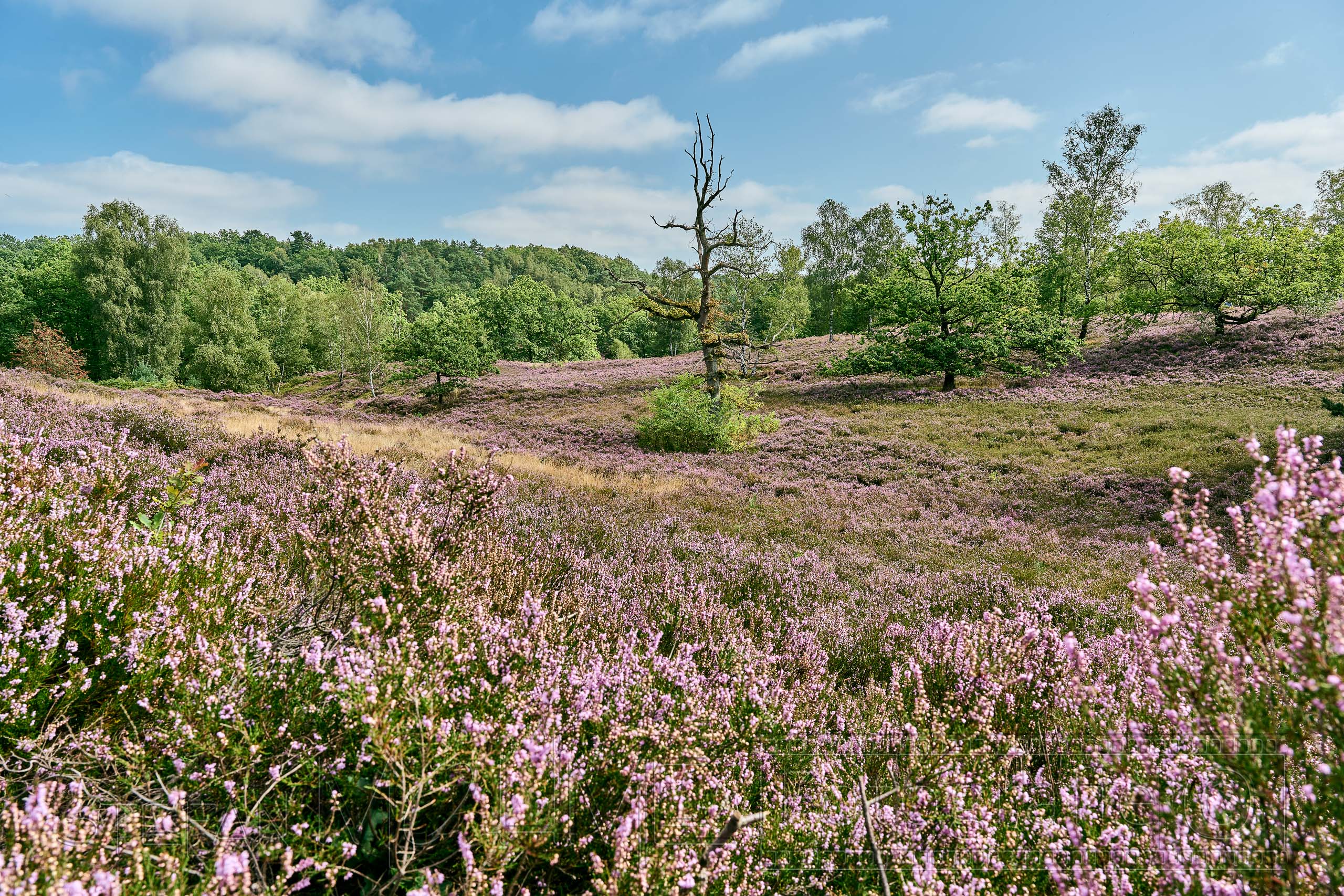 Heideblüte, Naturlandschaft ,Heide