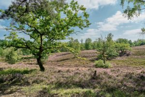 Heideblüte, Naturlandschaft ,Heide