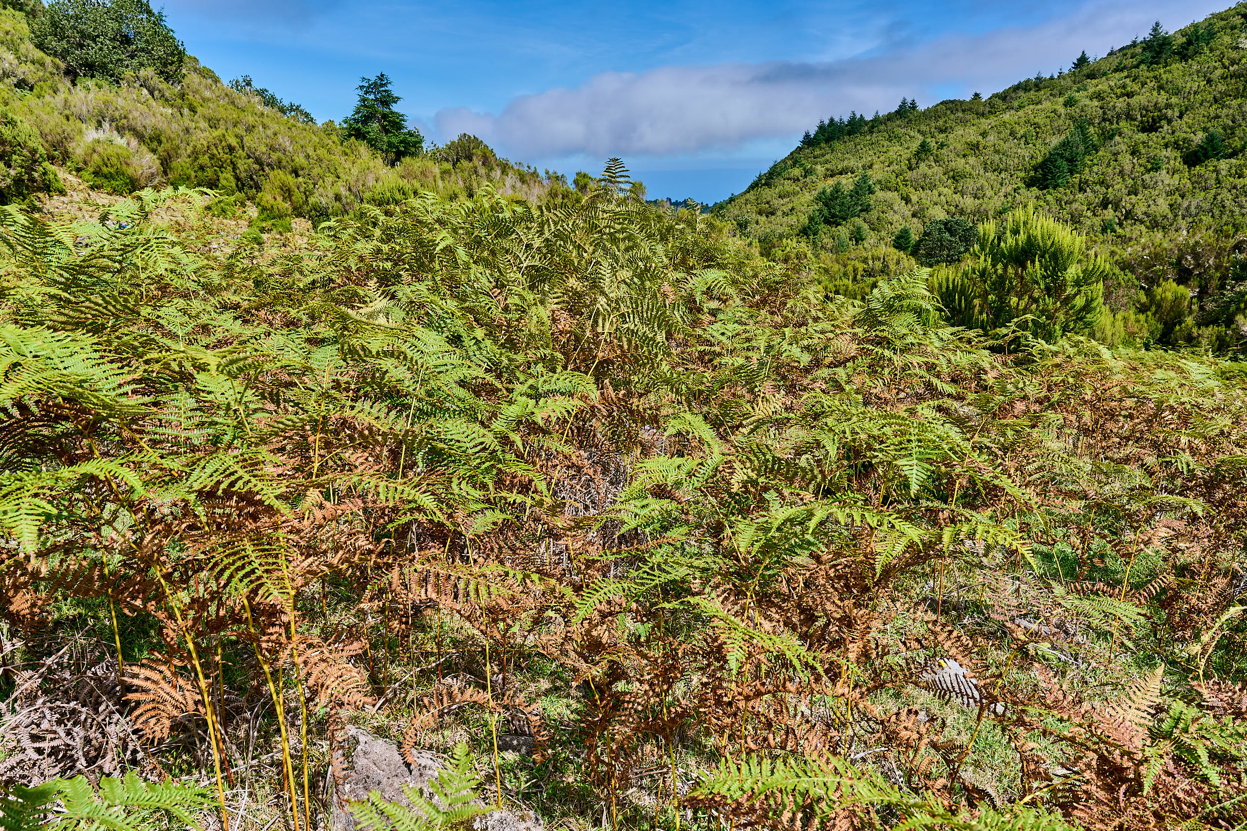 Madeira Naturlandschaft Hochebene