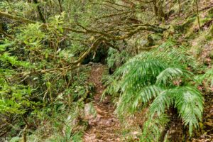 Madeira Naturlandschaft