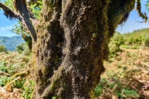 Madeira Naturlandschaft