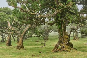 Madeira, Nebelwald ,Fanal ,Natur, Bäume