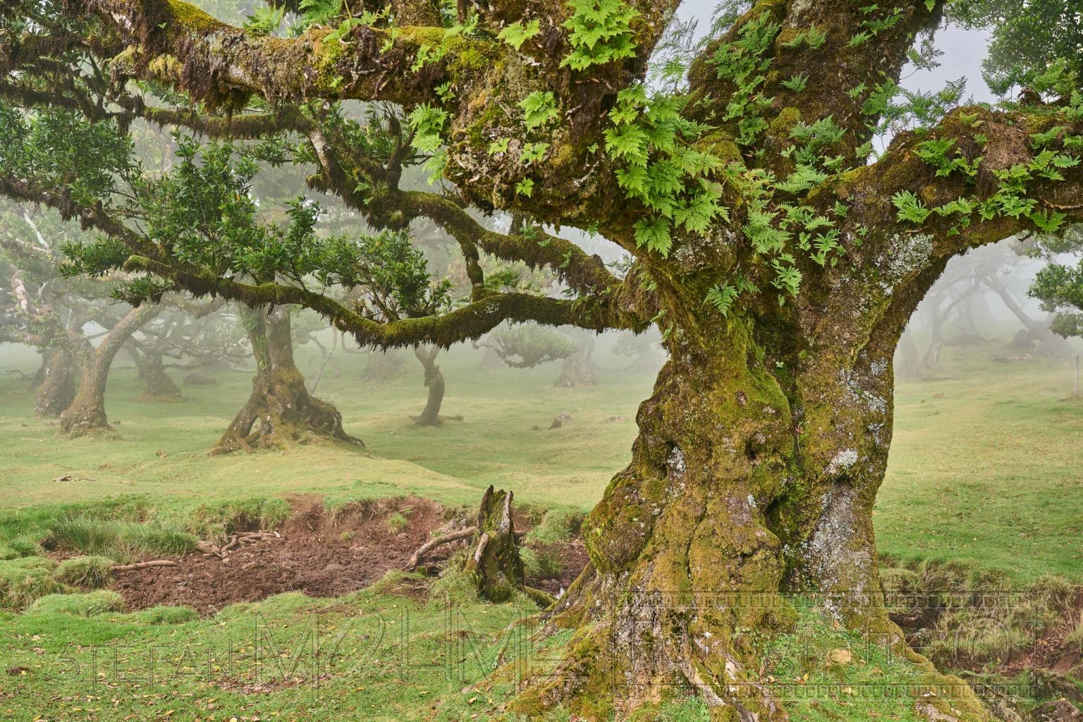 Madeira, Nebelwald ,Fanal ,Natur, Bäume