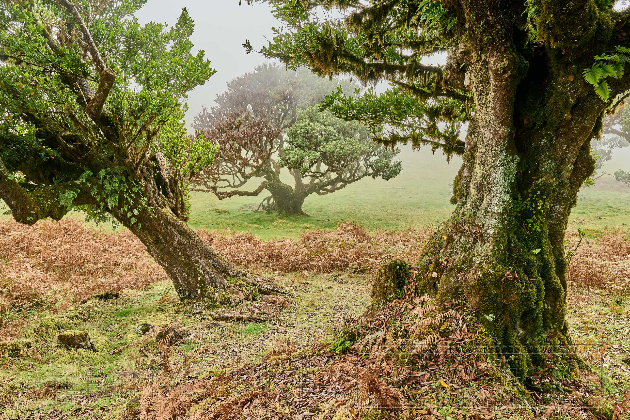 Madeira Naturlandschaft