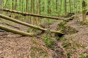 Naturlandschaft Kellerwald Edersee