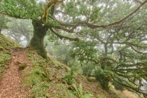 Madeira, Lorbeerwald ,Nebelwald ,Natur