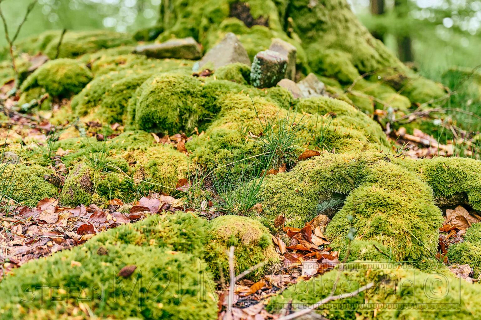 Naturlandschaft, Kellerwald Edersee