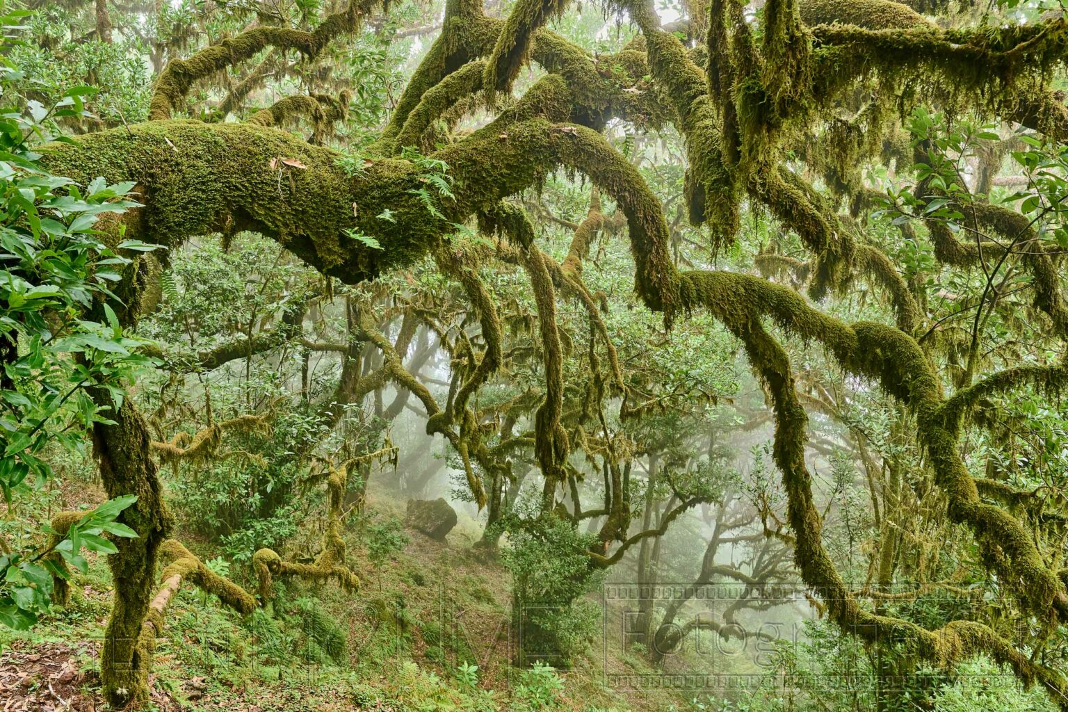 Madeira, Lorbeerwald ,Nebelwald ,Natur