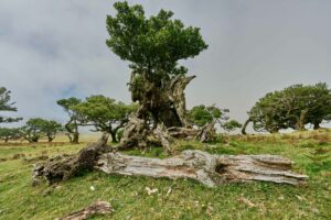 Madeira, Lorbeerwald ,Nebelwald ,Natur