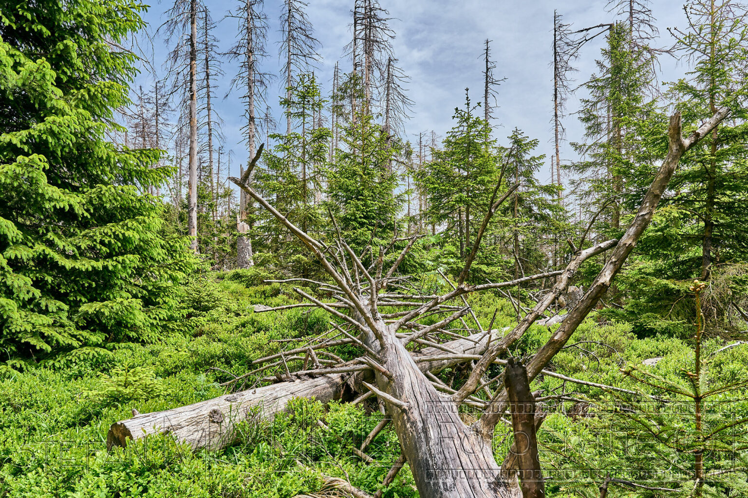 Nationalpark, Harz, Naturlandschaft