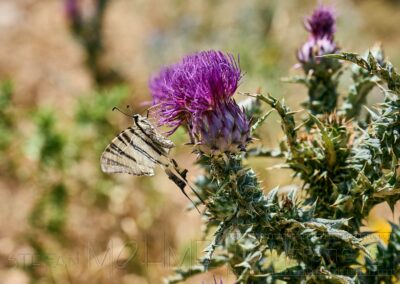 Natur ,Pflanzen ,Blüten